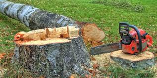 Best Tree Health Inspection  in Leonardo, NJ