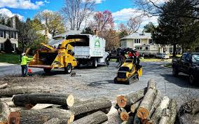 Reliable Leonardo, NJ Tree Removal Solutions
