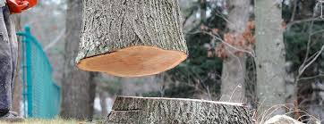 Best Leaf Removal  in Leonardo, NJ