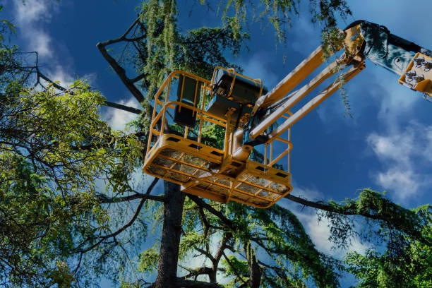 Best Tree Mulching  in Leonardo, NJ
