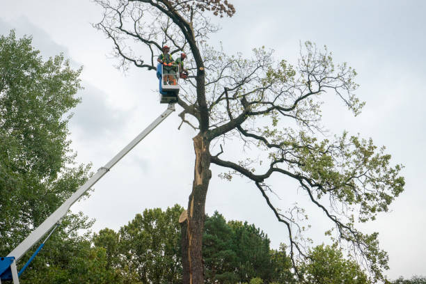 Best Tree Removal  in Leonardo, NJ