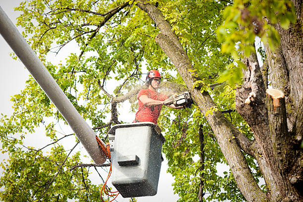 Best Storm Damage Tree Cleanup  in Leonardo, NJ